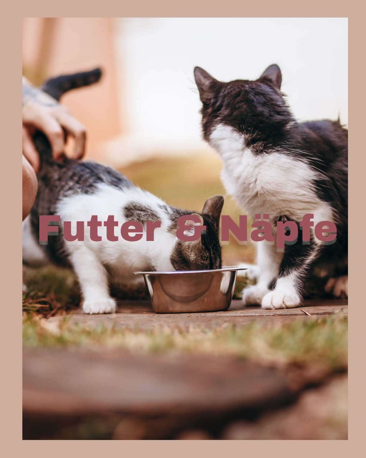Futter & Näpfe