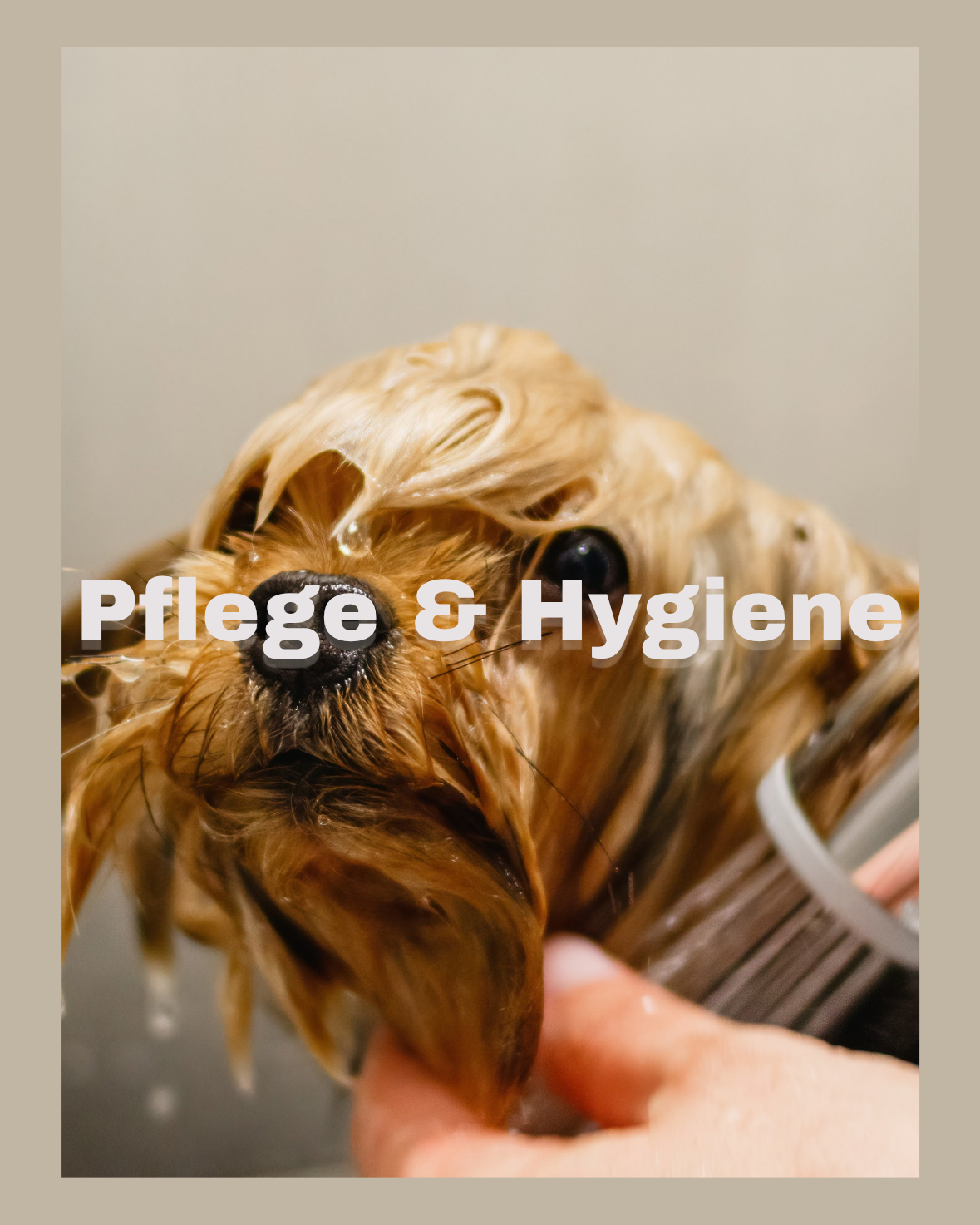 Pflege & Hygiene